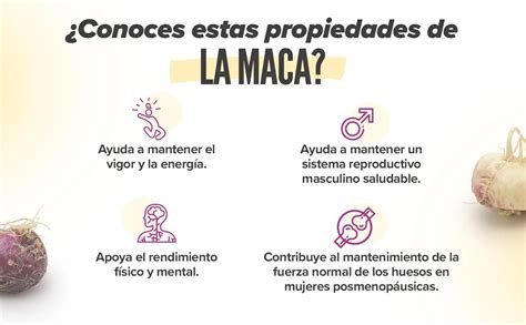 Beneficios De Maca Andina Para Tu Salud Y Bienestar