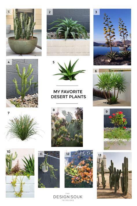 Desert Landscaping Plants Desert Landscapes On The Modernism Week