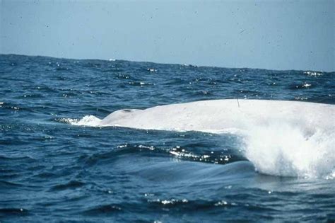 Albino Blue Whale! | Ocean life, Welcome to the jungle, Whale