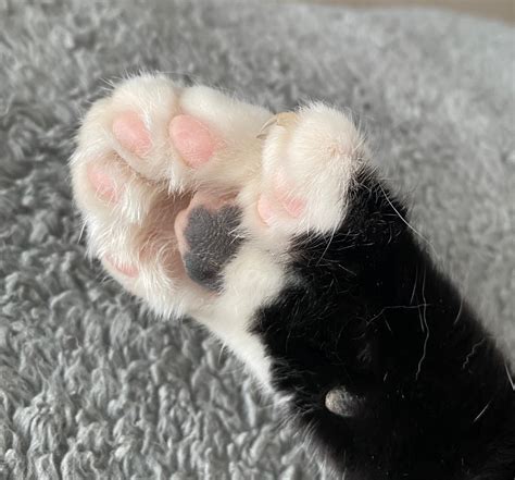 Polydactyl Jelly Beans Rjellybeantoes