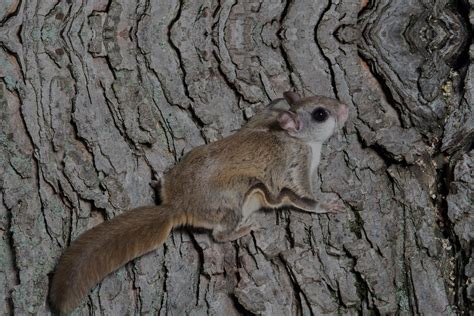 Flyingsquirrelontree Midcoast Wildlife Specialists