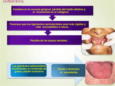 Cambios Fisicos Fisiol Gicos En Los Rganos Sensoriales Ppt