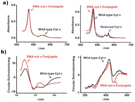 A Comparison Of The Uv Vis Spectra Of The Wild Type Cyt C Black And