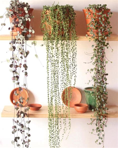 Церопегия Вуда описание уход +ФОТО | Кокедама ру