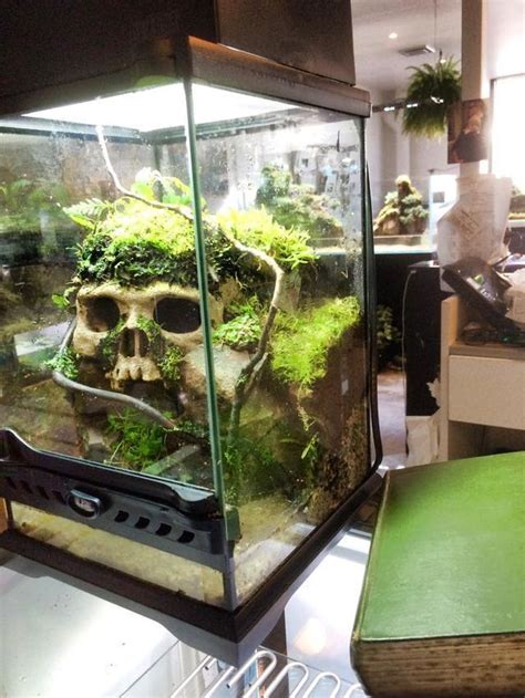 Reptile Keeping Decoración De Pecera Terrario De Musgo Stand De Acuario