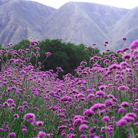 Werbena patagońska liliowa Verbena bonariensis Sadzonka P9 P12 3791