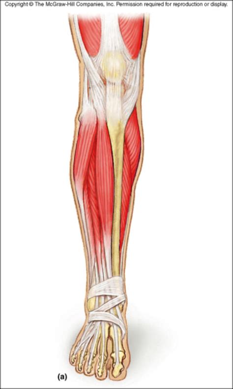 Muscles Of The Crural Region Diagram Quizlet