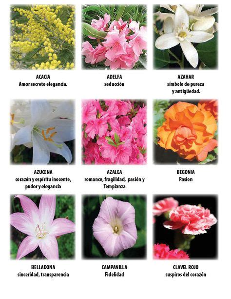 28 Significado De Las Flores Ideas Flowers Plants Garden