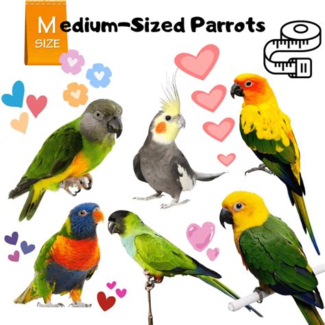 Medium Sized Parrots The 8 Best Medium Sized Parrots To Keep As Pets