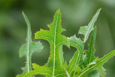 Thorny Weeds 13 Common Varieties Gfl Outdoors