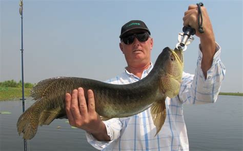 Corroboree Billabong - Territory Guided Fishing