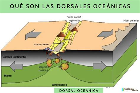 Qu Son Las Dorsales Oce Nicas Y Su Formaci N Resumen