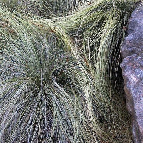 Carex Frosty Curls