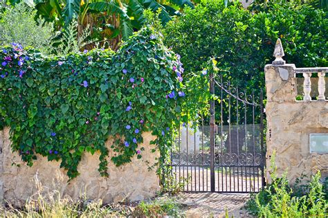 Вьюны для забора (42 фото) - фото - картинки и рисунки: скачать бесплатно