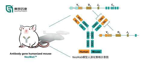 药康生物推出全人源抗体转基因模型neomab（tm）及服务平台 中华网