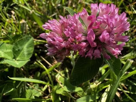 Red Clover Lawn Guide [Benefits, Growing Tips, and Uses]