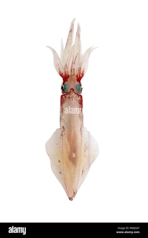 Alive Squid Loligo Vulgaris Seafood Isolated On White Stock Photo Alamy