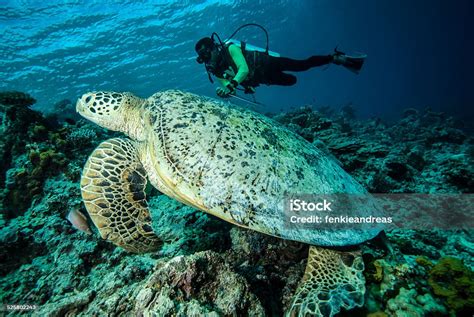 Penyelam Dan Penyu Hijau Di Derawan Kalimantan Indonesia Di Bawah Air