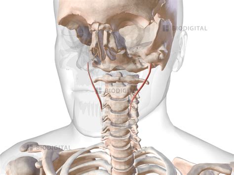 Stylopharyngeus muscle | BioDigital Anatomy