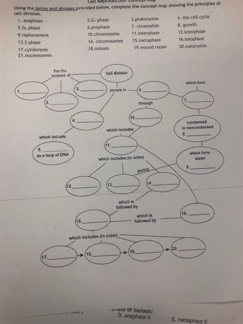 Mitosis And Meiosis Concept Map States Map Of The Us