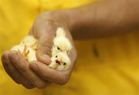 Scientists Working To Save Millions Of Chicks From Being Shredded To Death