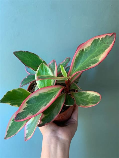 Peperomia Obtusifolia Comprar En Vivero Roots