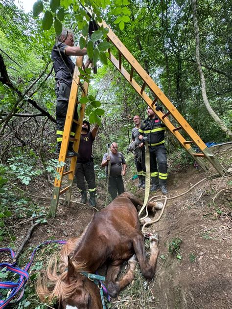 Firenze Cavallo Cade In Un Fosso In Terzollina Salvato Dai Vigili Del