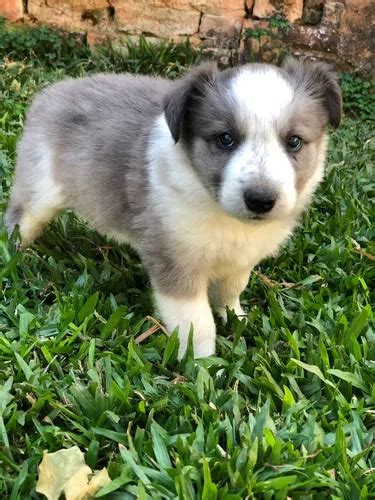 Border Collie Cinza Raro Disponiveis Parcelamento Sem Juros