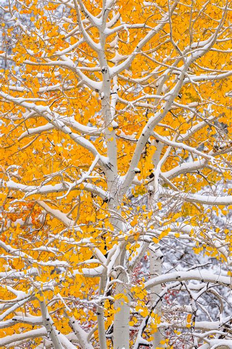 Aspen Tree In Fall Covered In Snow Fine Art Photo Print Photos By