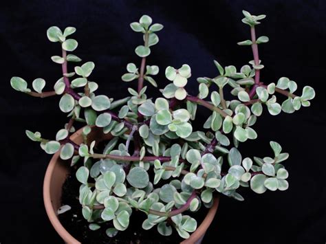 Portulacaria Afra Variegata