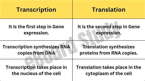 Difference Between Transcription And Translation Transcription