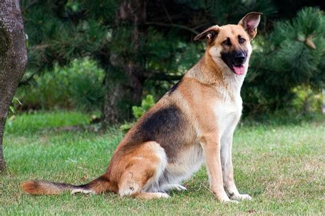 Short Haired German Shepherd 10 Interesting Facts Info And Pictures