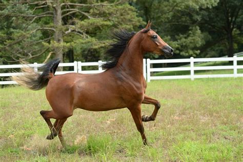 5 Horse Breeds Who Stand Amongst The Oldest Breeds In The World