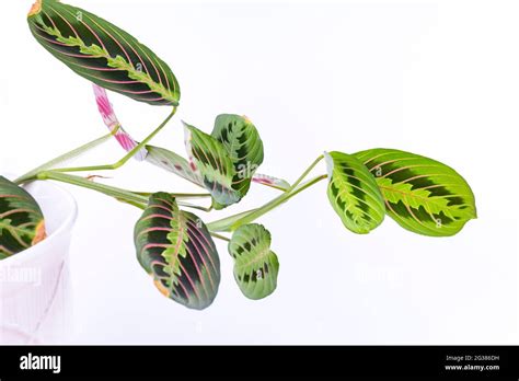 Pianta Maranta Immagini E Fotografie Stock Ad Alta Risoluzione Alamy