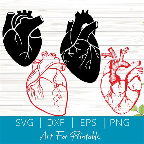 Anatomical Heart Bundle Svg Cut Files For Cricut Silhouette Etsy