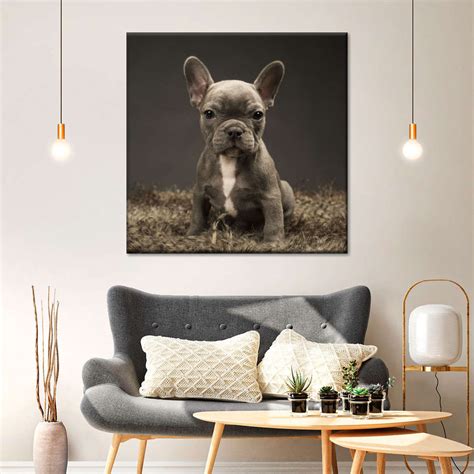 Baby Blue French Bulldog Wall Art | Photography