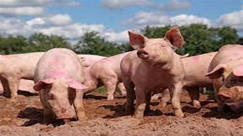 African Swine Flu Culling Of Pigs Commences In Kerala S Wayanad