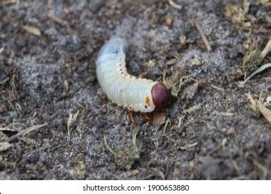 264 Giant Beetle Larvae Images, Stock Photos & Vectors | Shutterstock