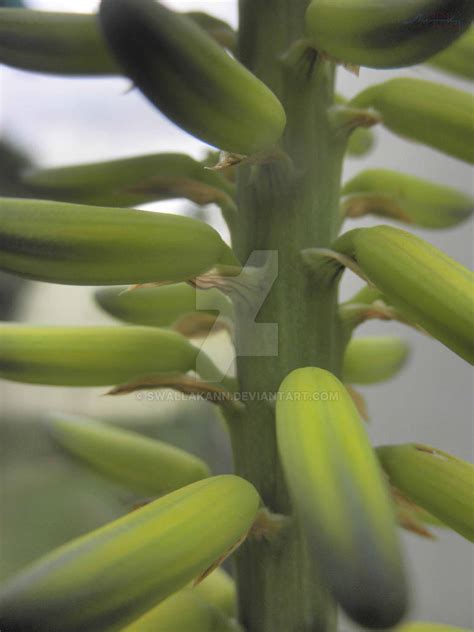 racimo  swallakann  deviantart