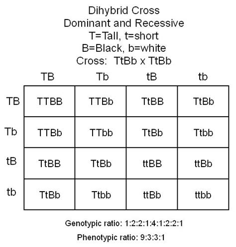 Dihybrid Cross Examples