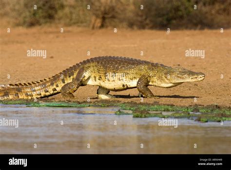 Nile Crocodile Crocodylus Niloticus Walking On The Bank South Stock