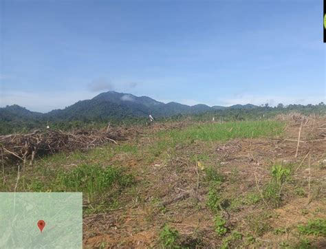 Hutan Lindung Gunung Tarak Ditanami Kebun Sawit Seluas 50 Hektare