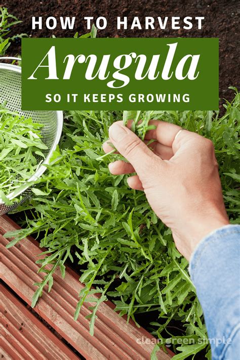 How To Harvest Arugula So It Keeps Growing Clean Green Simple