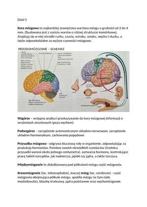 MÓZG Biologiczne Podstawy Zachowania Genetyka zachowania Neurony