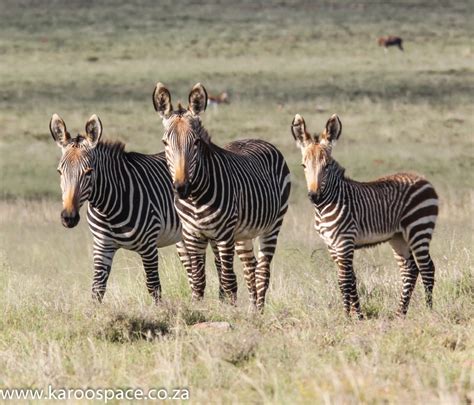 Mountain Zebra National Park - Karoo Space