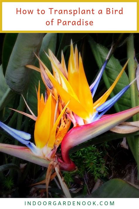 Bird Of Paradise Plant Care Top 2 Homegrown Varieties Birds Of Paradise Paradise Plant