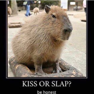 Capybara Luscious Hentai Manga Porn