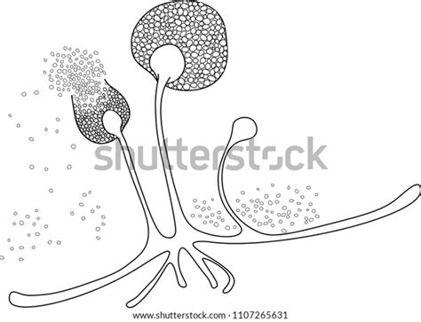 Structure Rhizopus Stock Vector Royalty Free 1107265631 Shutterstock