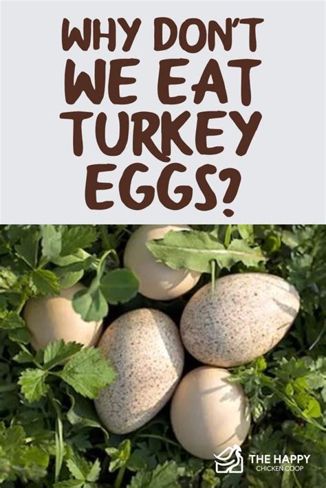 Why Do not We Eat Turkey Eggs? - animalonly.com