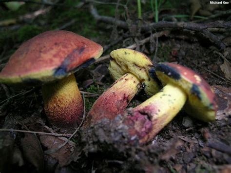 Boletus speciosus (MushroomExpert.Com) | Stuffed mushrooms, Banana, Fruit